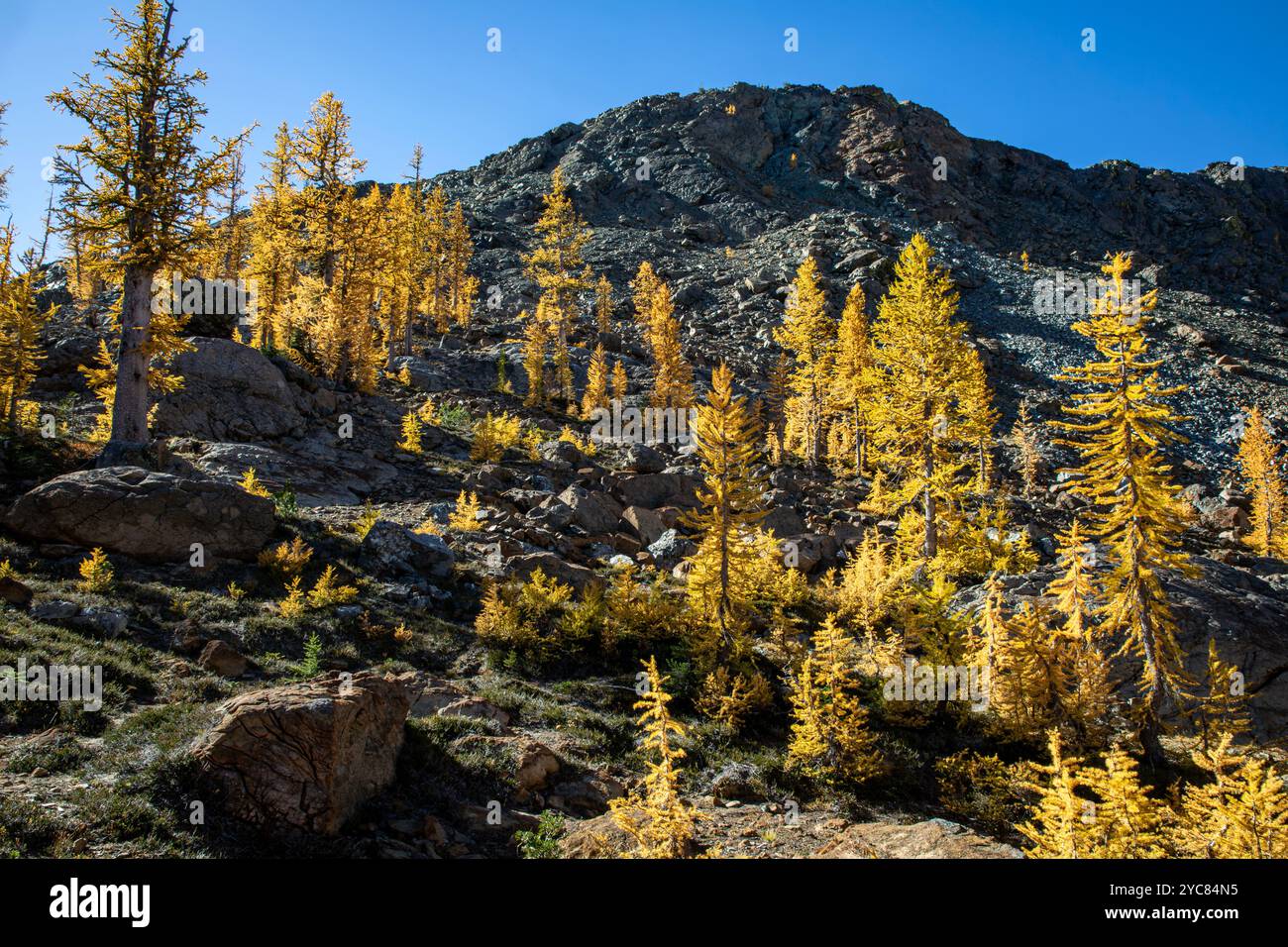 WA25767-00...WASHINGTON - Larch trees in full fall color growing in the ...