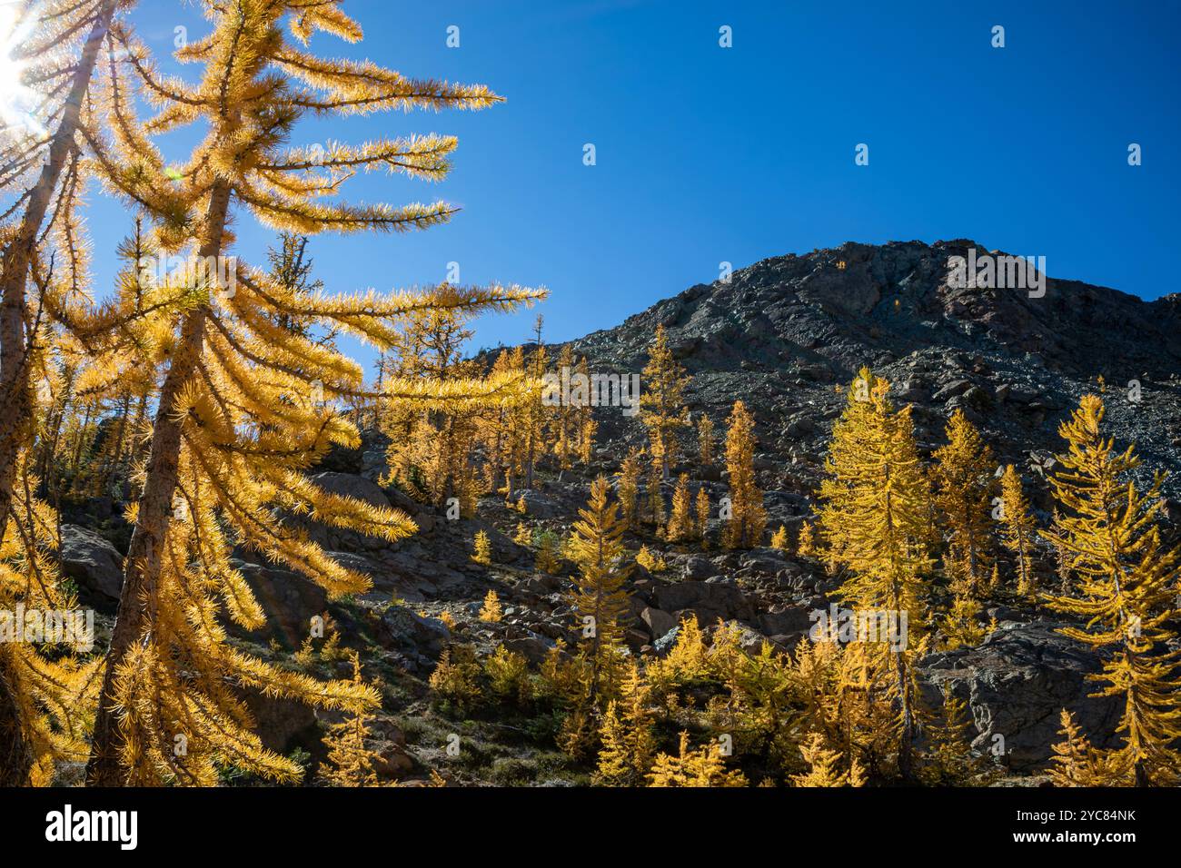 Alpine autumn deciduous forest hi-res stock photography and images - Alamy