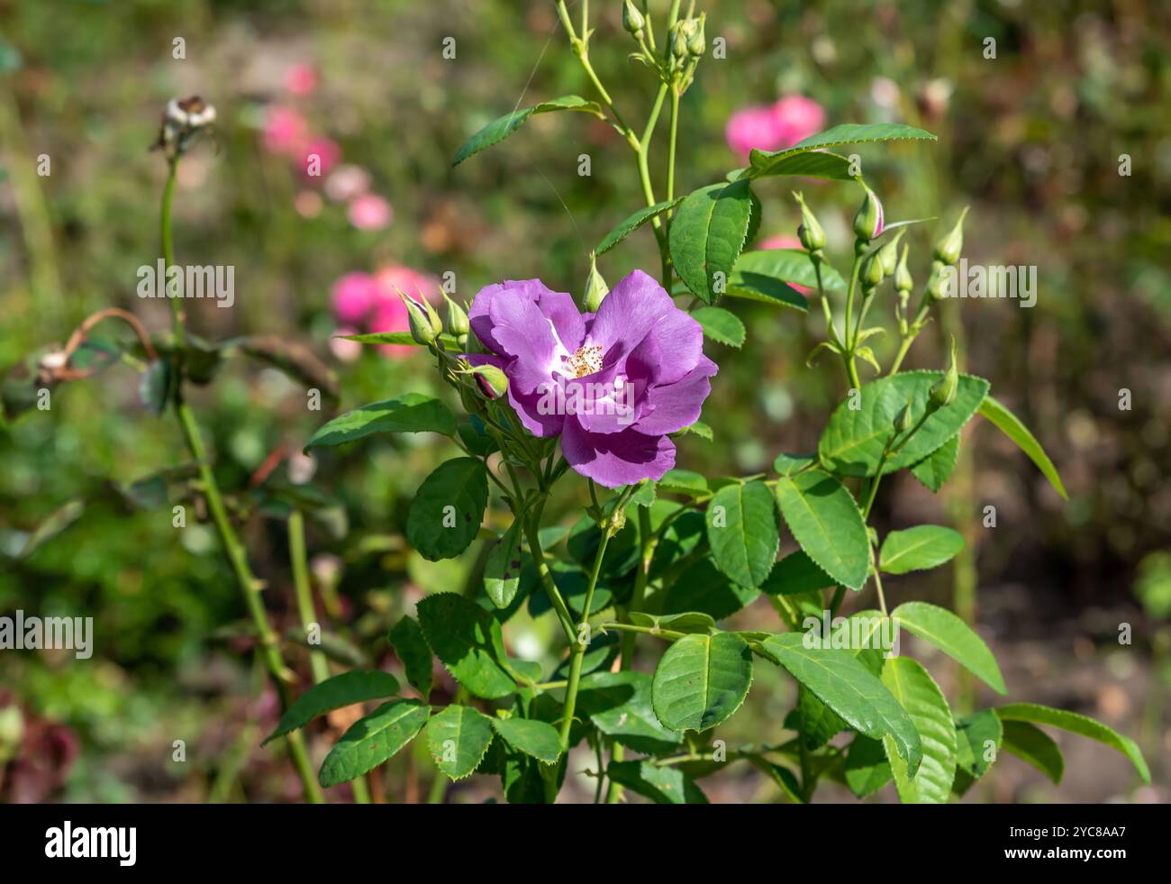 Purple violacea rose rosa hi-res stock photography and images - Alamy