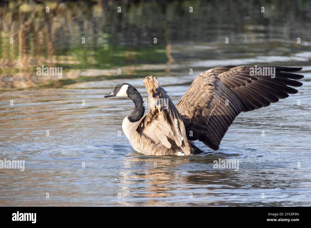 Glistening wings hi-res stock photography and images - Alamy