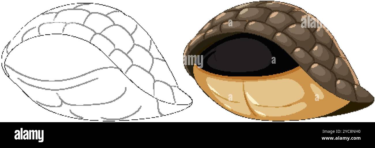 Shell Raddical View Detailed and outline views of an animal shell Stock Vector Image & Art ...