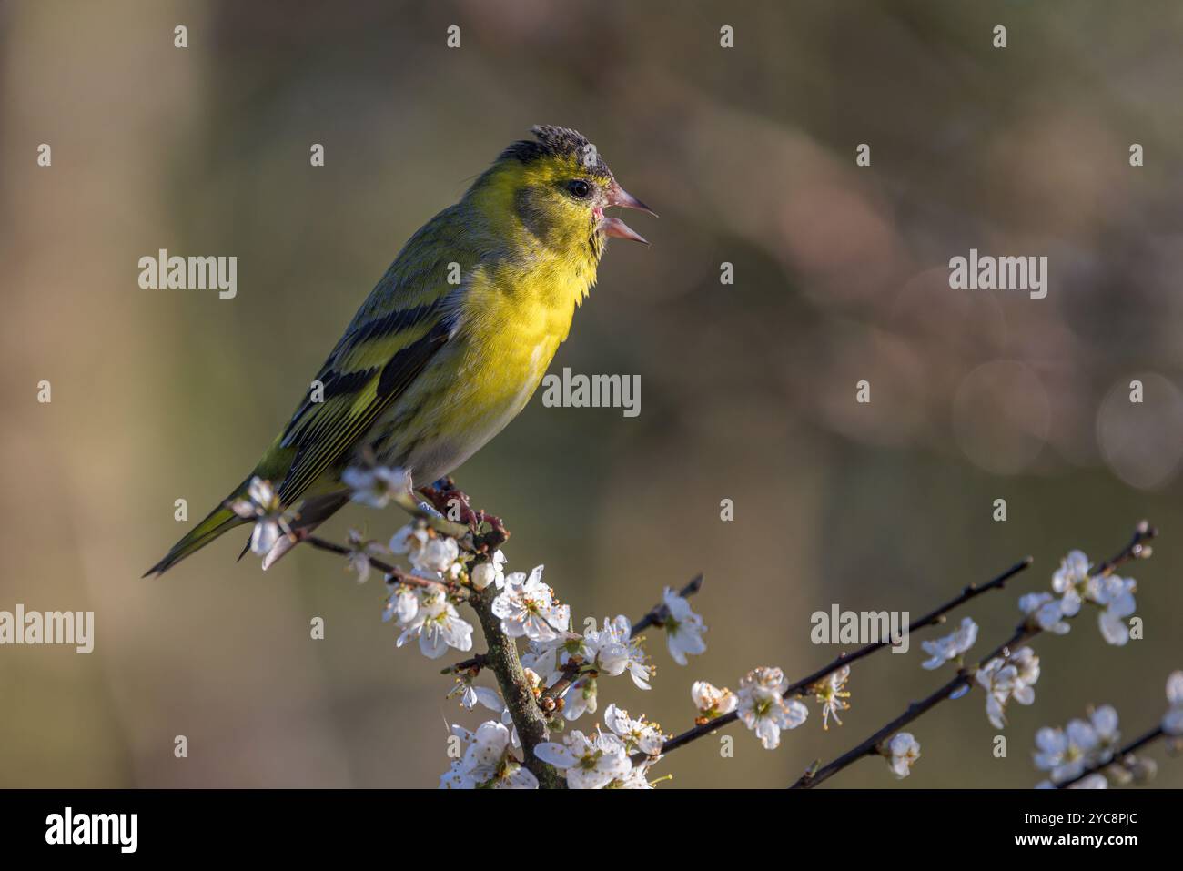 Eurasian Siskin [ Spinus spinus ] Male bird singing on Flowering ...