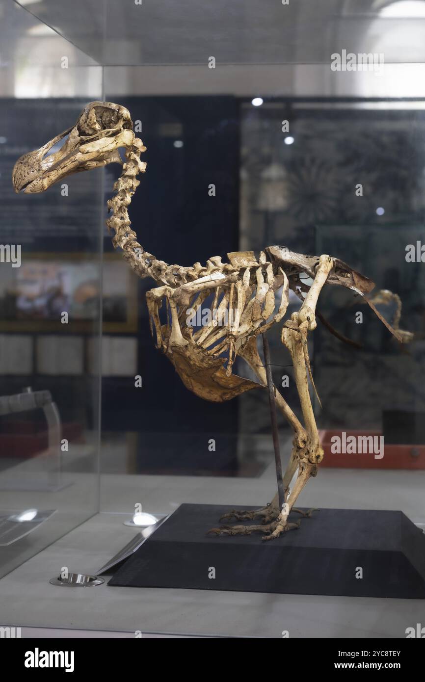 Dodo or drone more rarely doudo or dudu raphus cucullatus skeleton