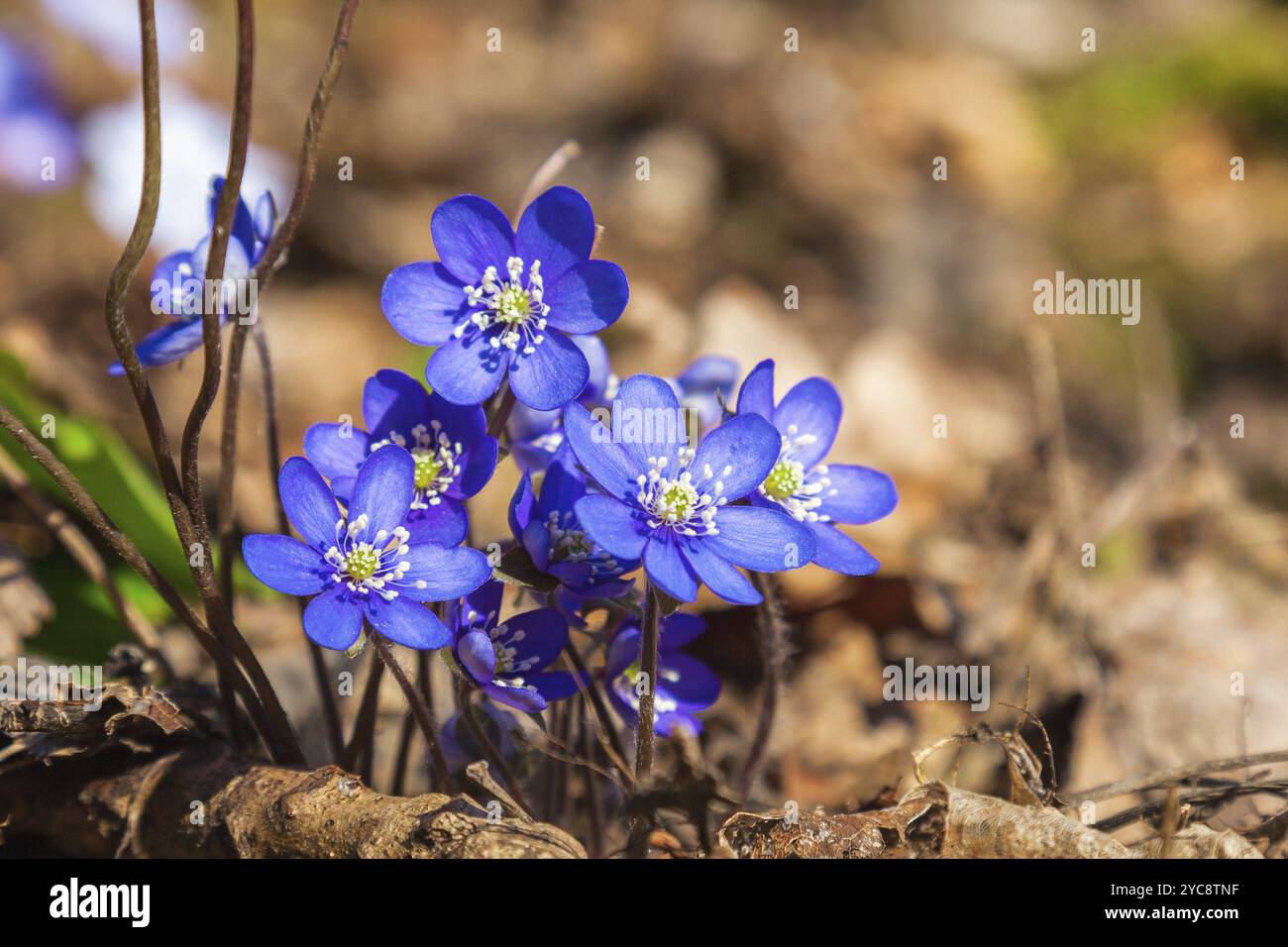 Roundlobe hepaticas hi-res stock photography and images - Alamy