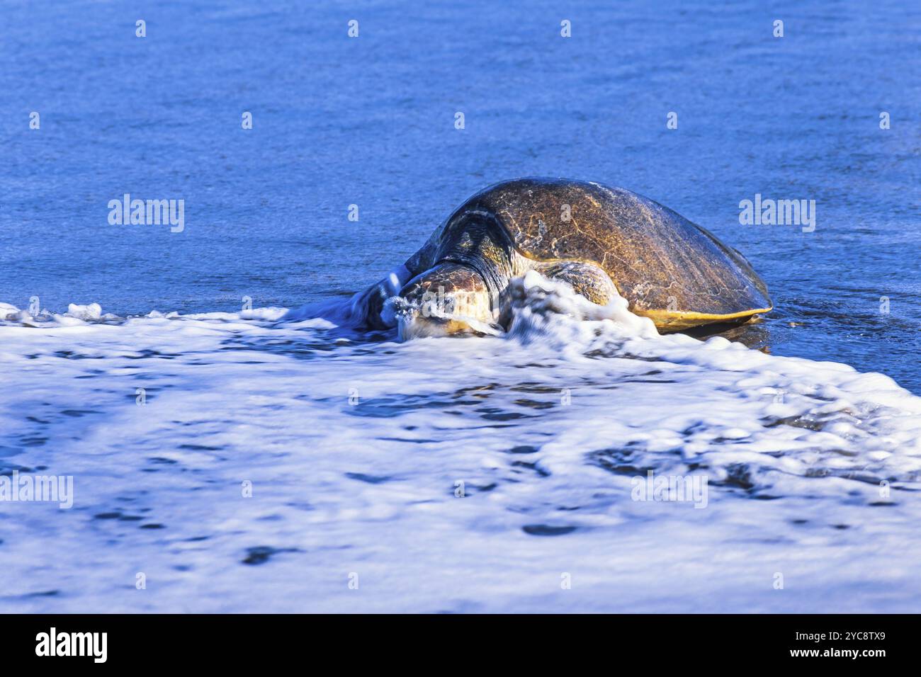 Turtle Coming Olive ridley sea turtle coming out of the water on a beach Stock Photo ...