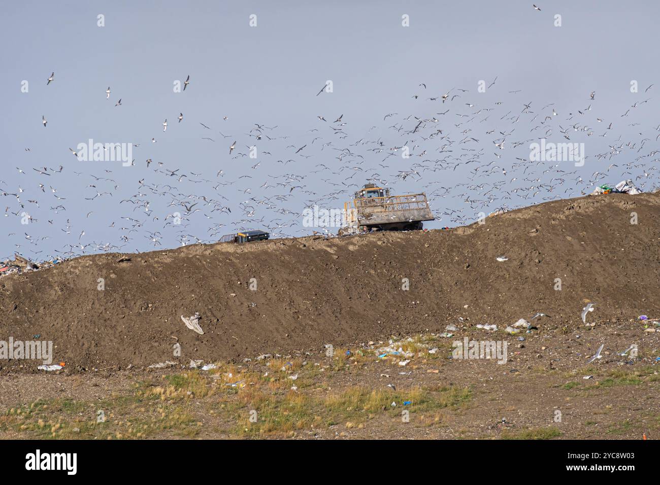 City Garbage dump with birds flying around Stock Photo - Alamy