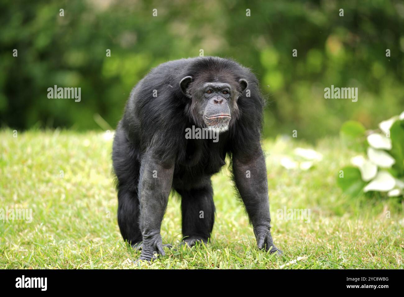 Chimpanzee (Pan troglodytes), adult, female, alert, vigilant Stock Photo