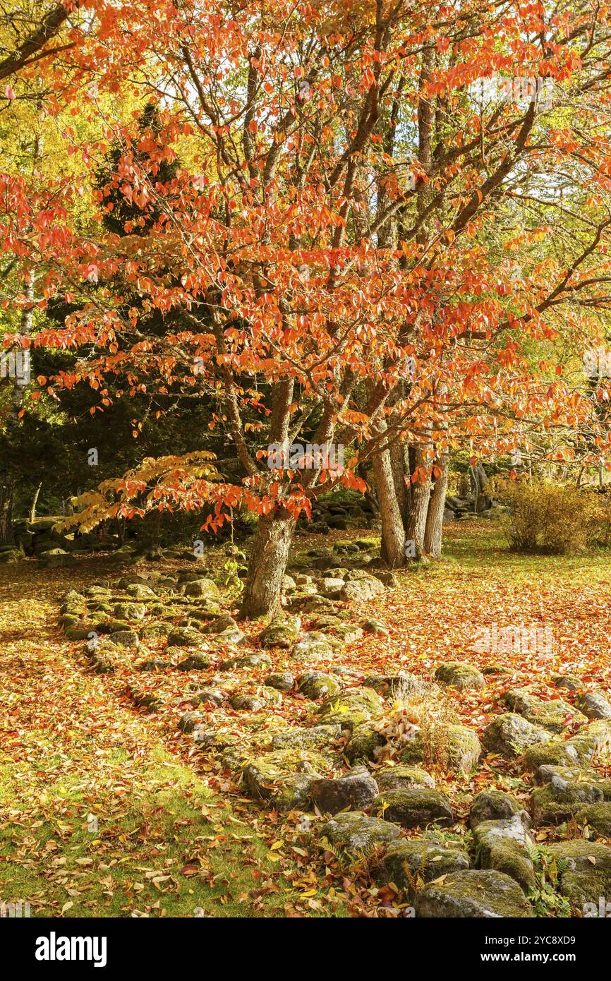 Colorful tree with autumn color in a park Stock Photo - Alamy