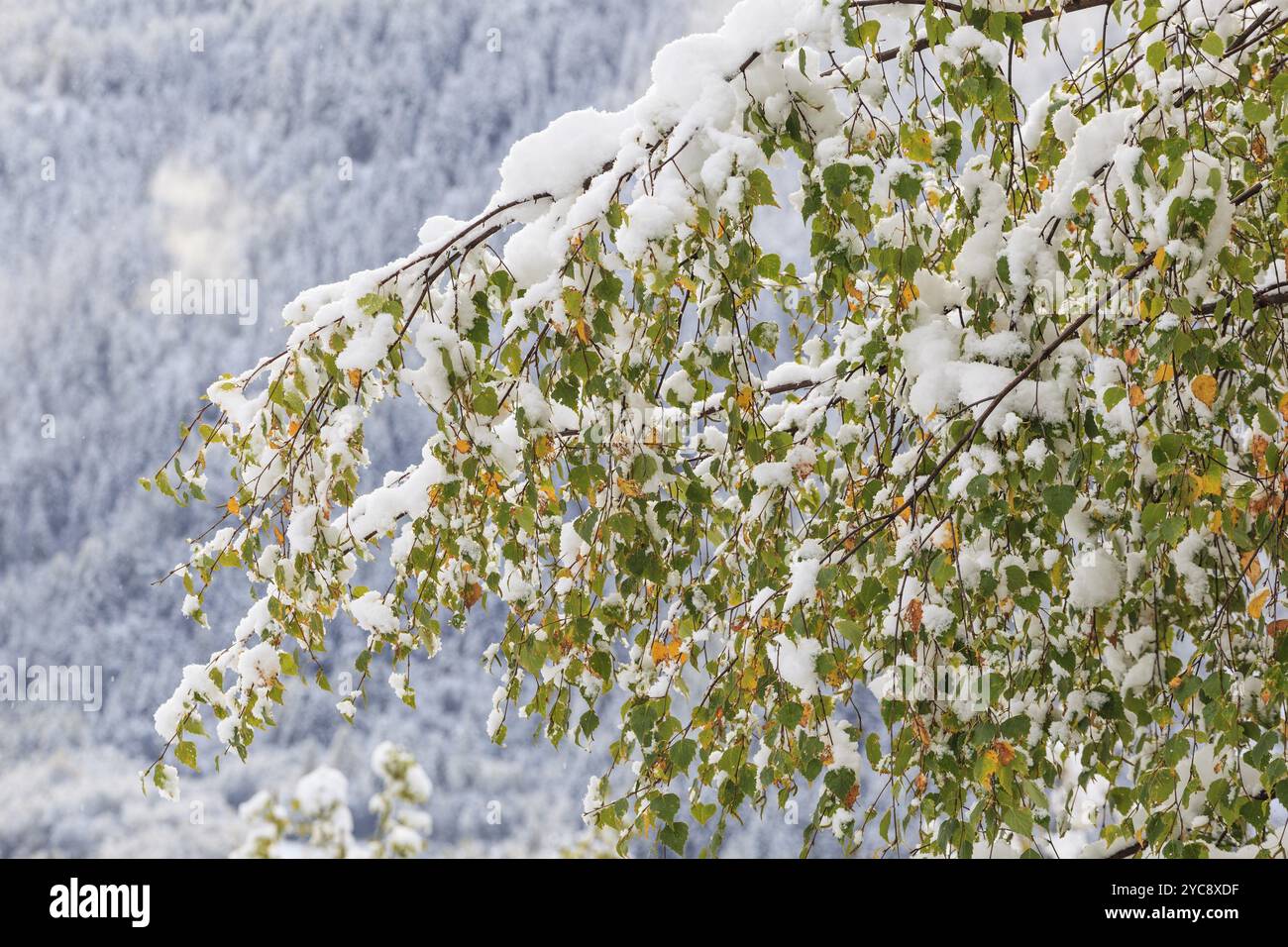 Deciduous trees fall colors hi-res stock photography and images - Alamy