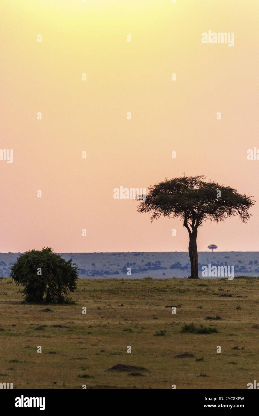 Sunset over Trees on the African savannah Stock Photo - Alamy