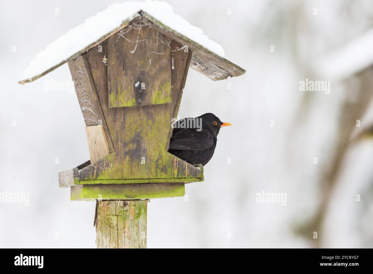 Blackbird sitting on a bird feeding Stock Photo