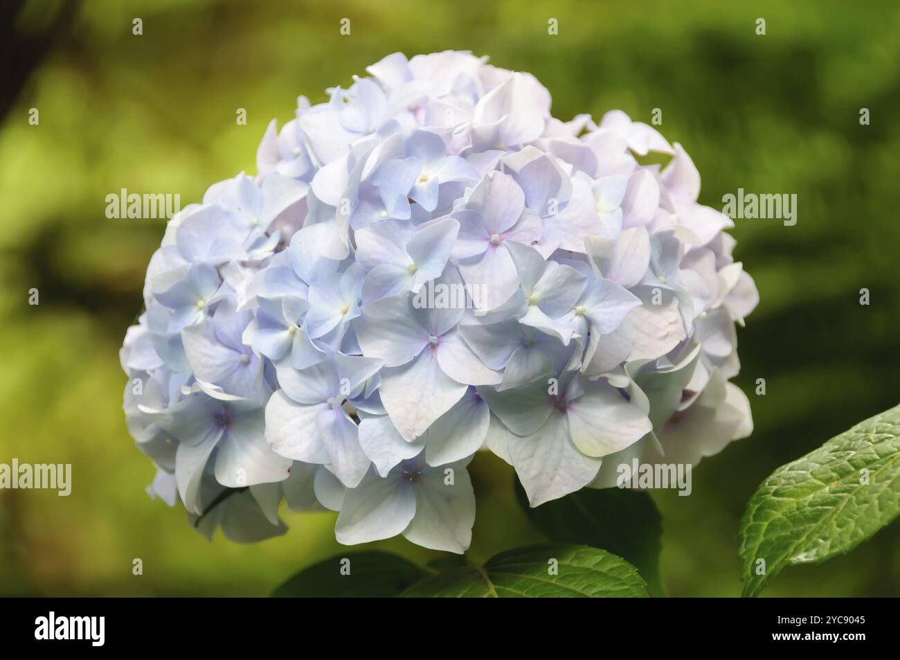 Hydrangea is a beautiful and hardy shrub and a true favourite in ...