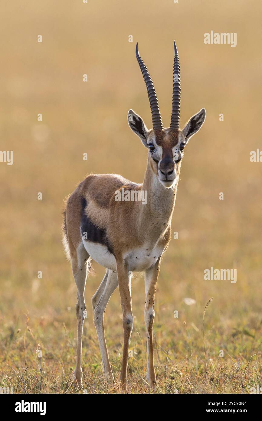 Thomson's gazelle male hi-res stock photography and images - Alamy