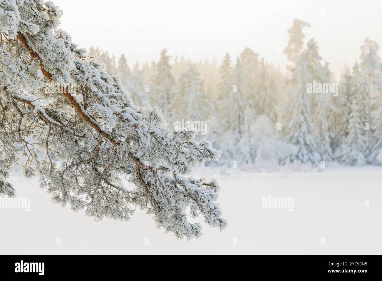 Frosty pine branch in a winter wonderland Stock Photo
