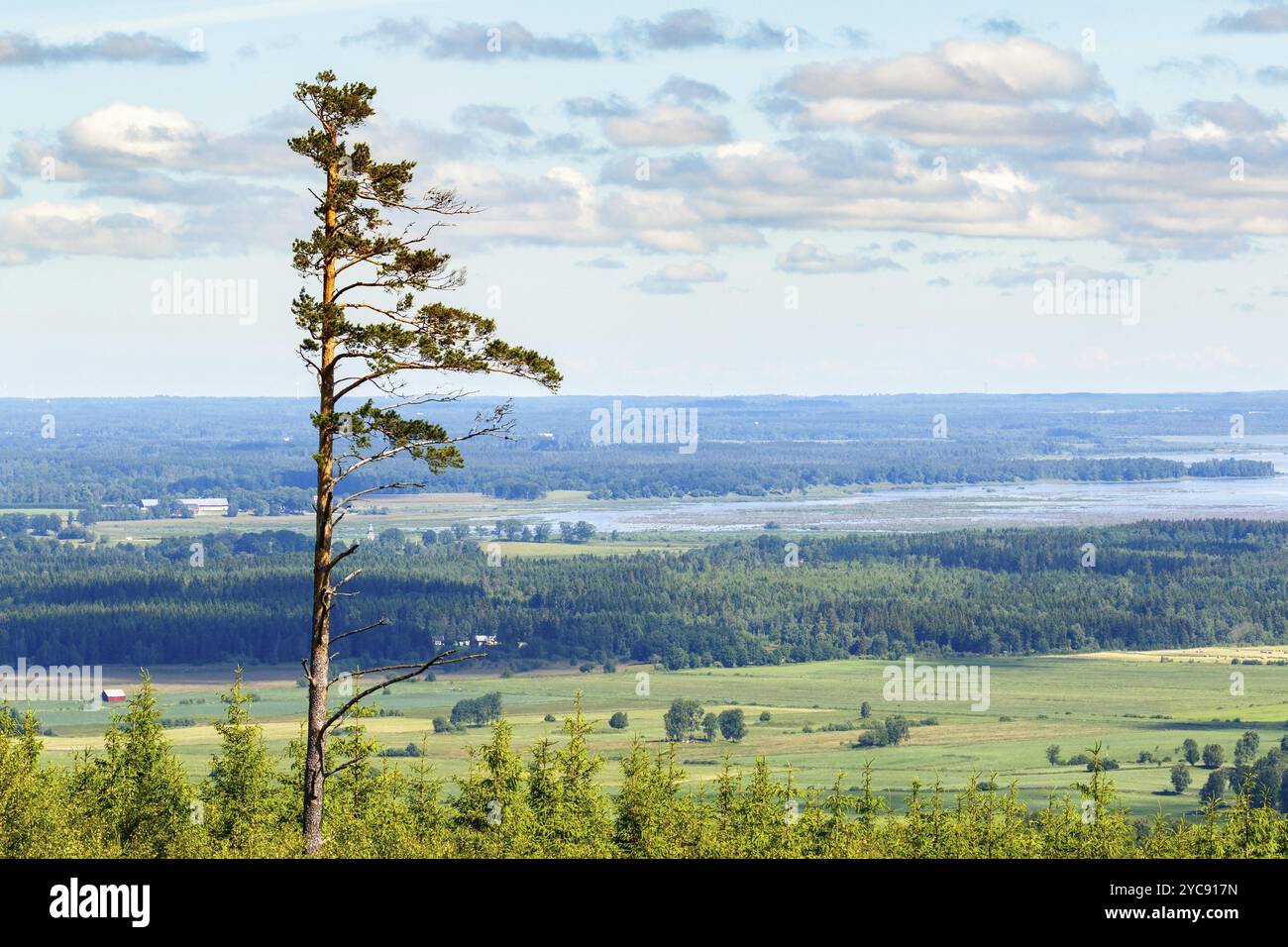 Pine trees birds eye view hi-res stock photography and images - Alamy