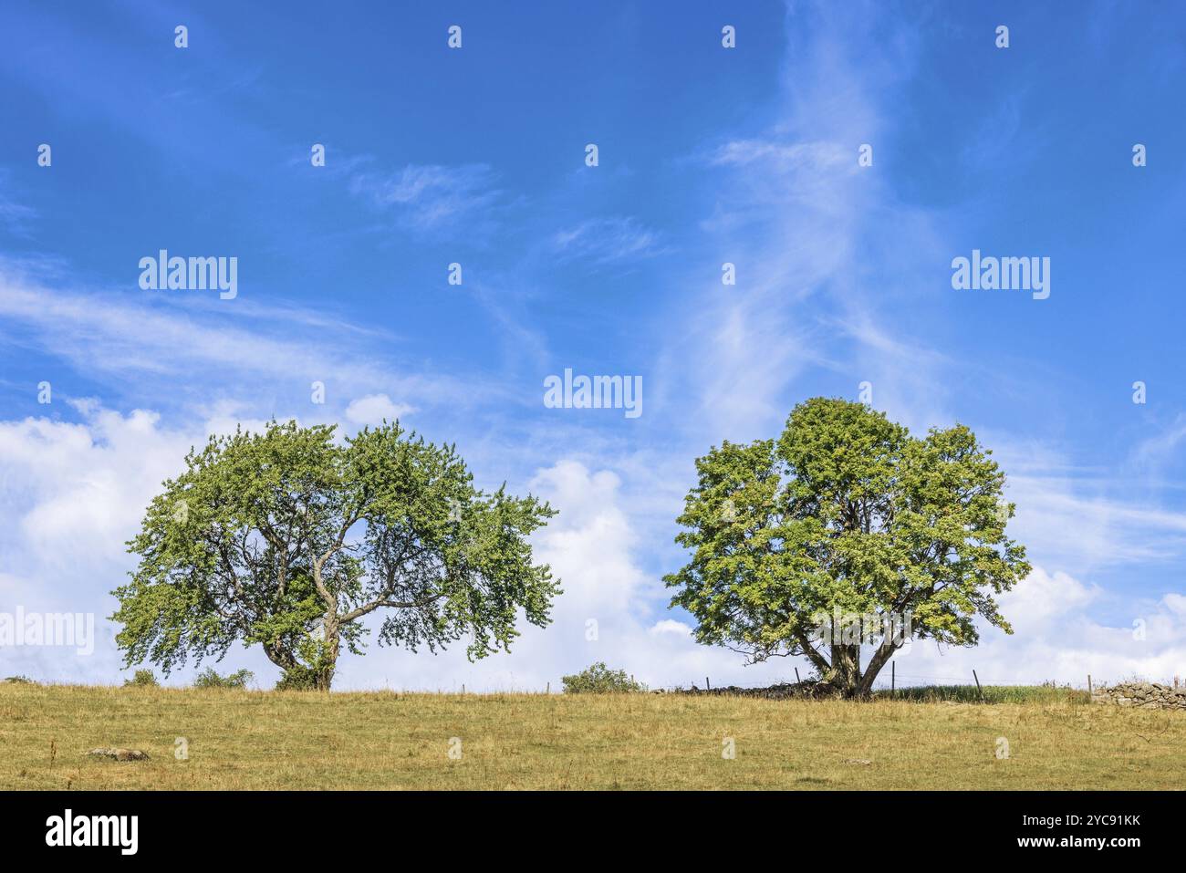Lush green grass trees blue hi-res stock photography and images - Alamy