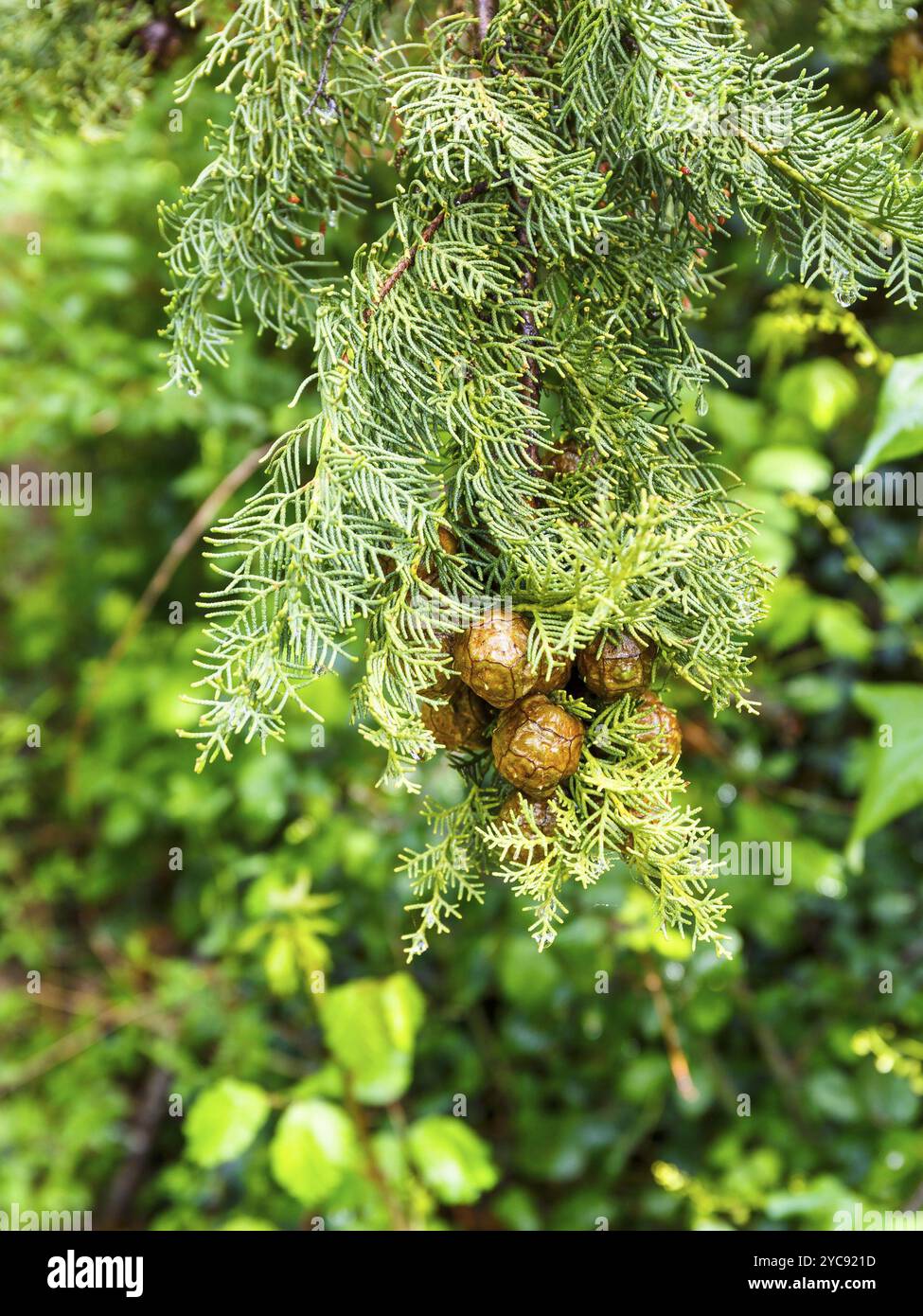 Cyrus Tree Italian cypress cupressus sempervirens cupressaceae hi-res stock ...