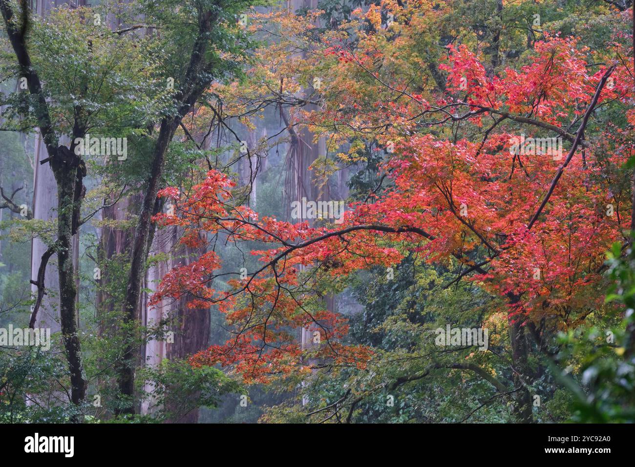 Ash trees autumn hi-res stock photography and images - Alamy