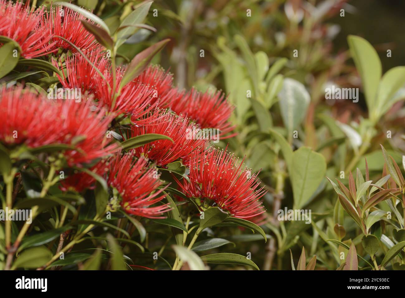 Nz Southern Rata Rata blossoms hi-res stock photography and images - Alamy