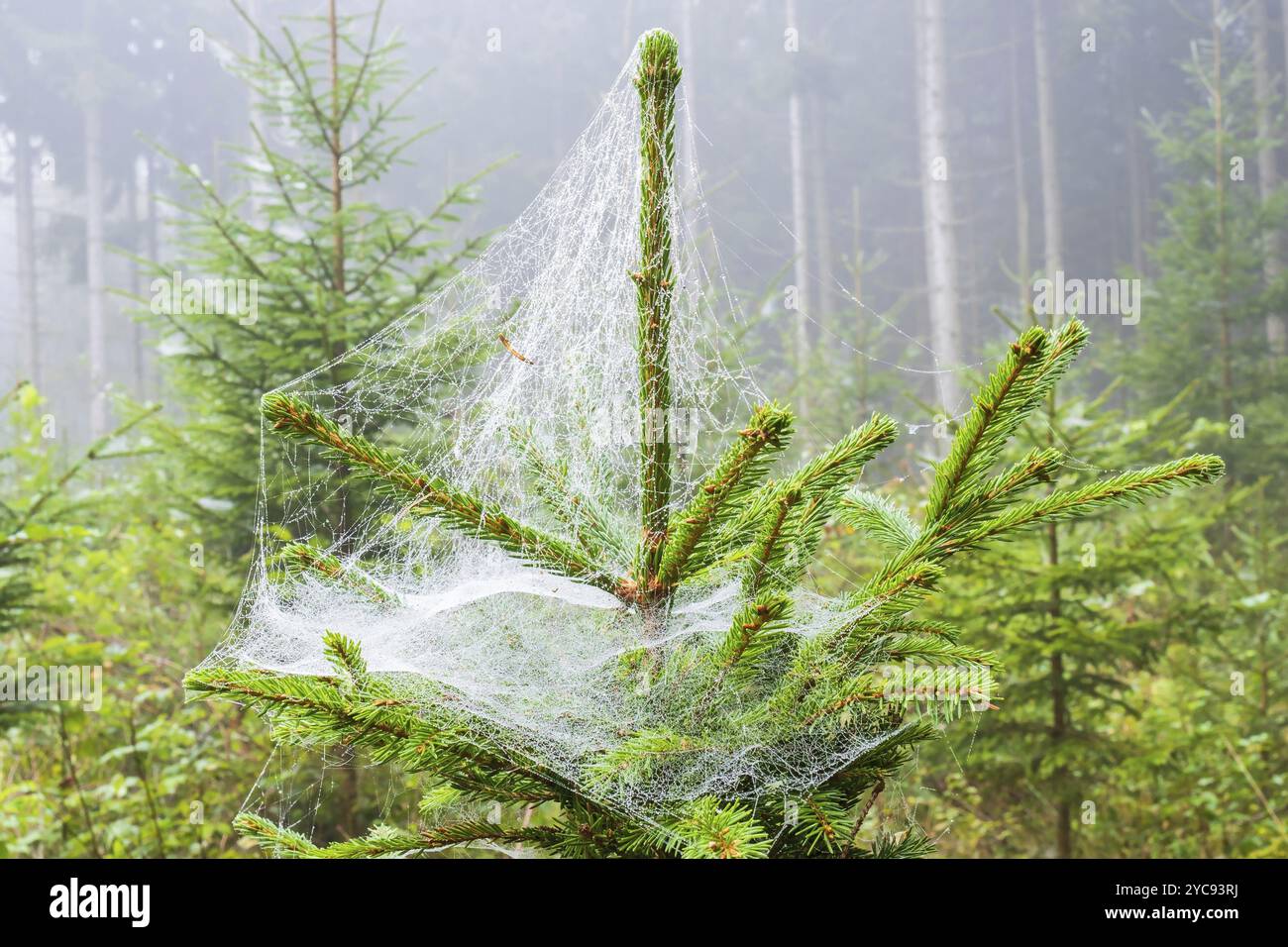 Spruce tree with spider web in a forest Stock Photo