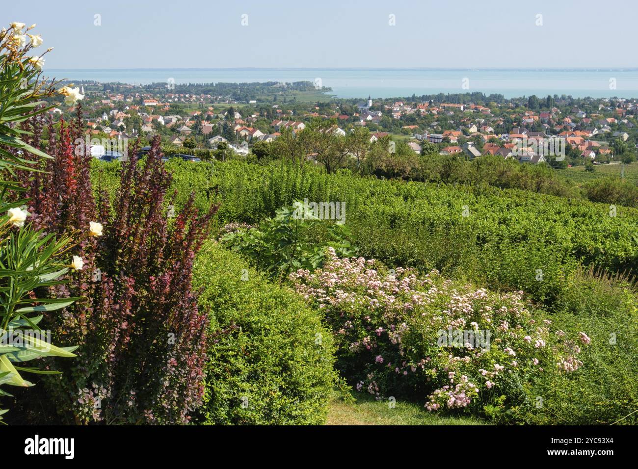 Beautiful view of Lake Balaton from the hill above Csopak, Csopak, Hungary, Europe Stock Photo