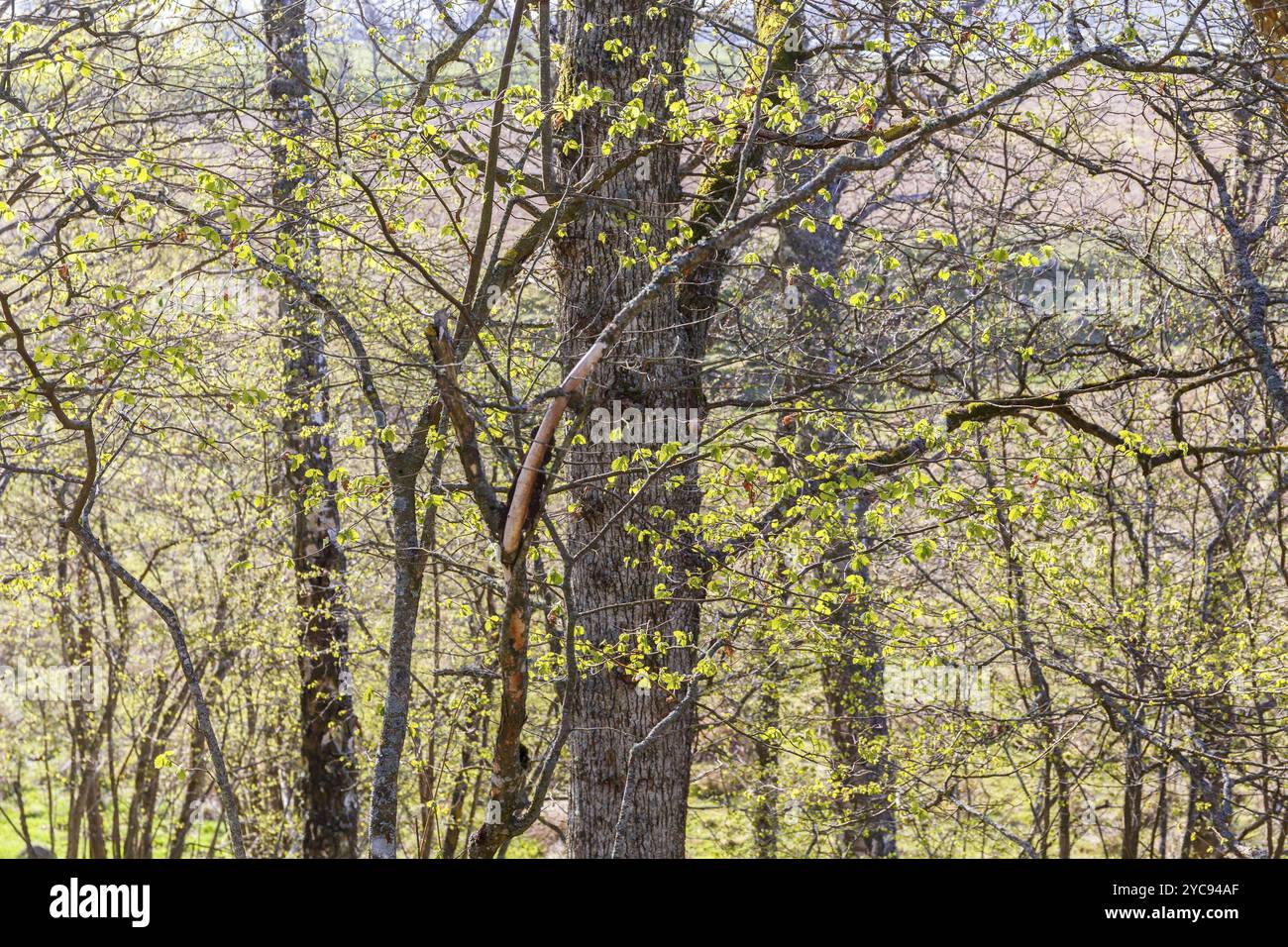 Newly opened leaves in a deciduous forest in spring Stock Photo