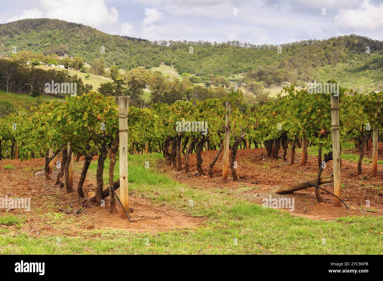 Rows of vines in the Hunter Valley, Mount View, NSW, Australia, Oceania ...