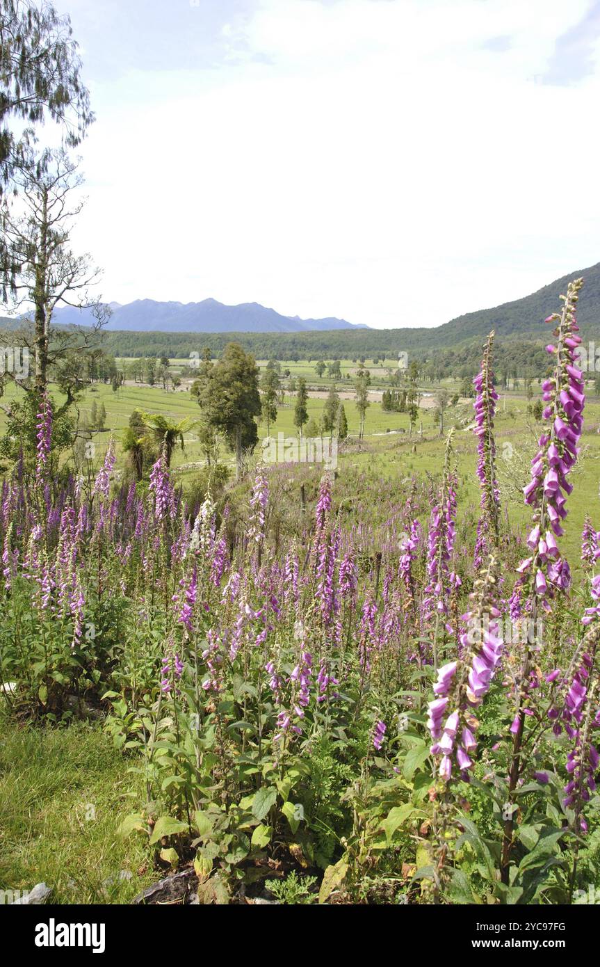 Flowering Foxgloves (Digitalis purpurea), West Coast, South Island, New ...