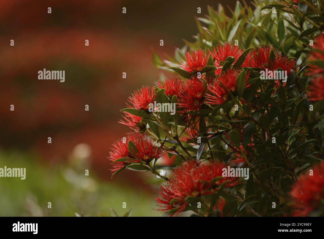 Nz Southern Rata Flowers of New Zealand Southern Rata brighten the day for visitors to ...