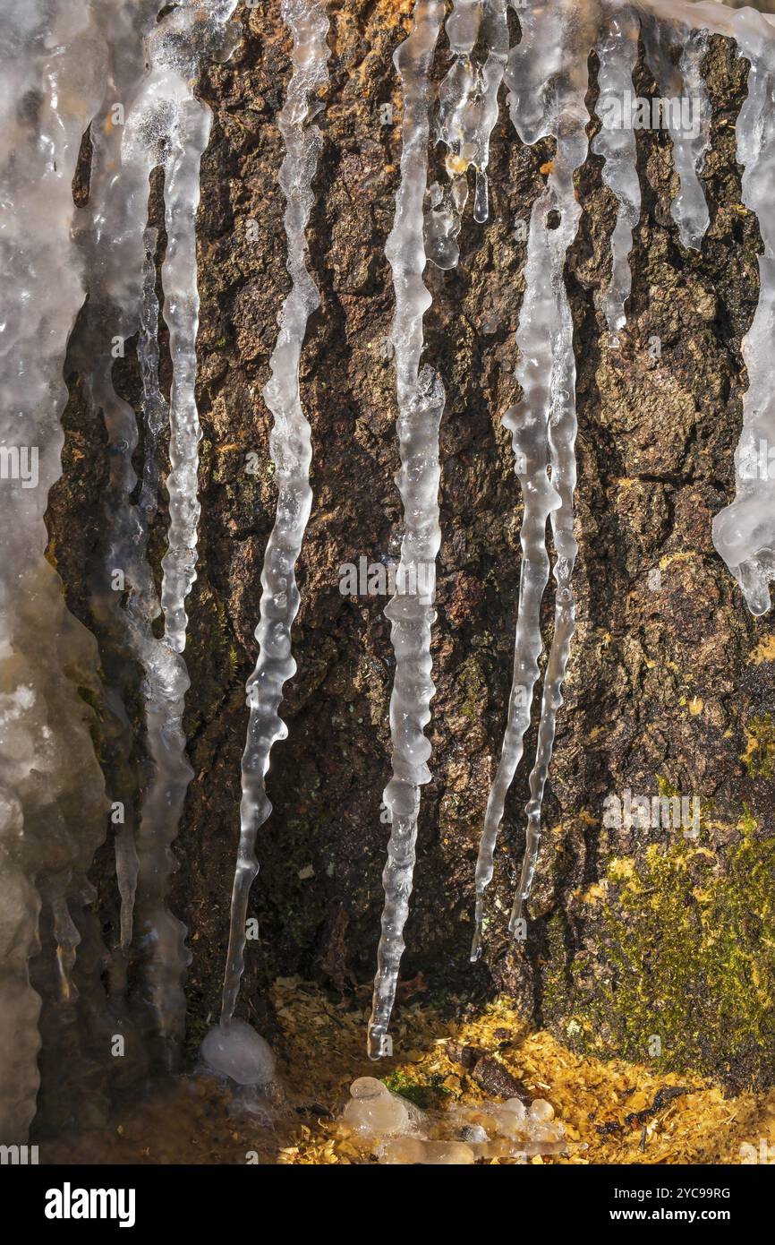 Icicles on a tree stump in sunshine Stock Photo
