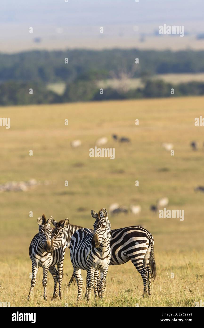 Savannah africa groups of animals hi-res stock photography and images ...