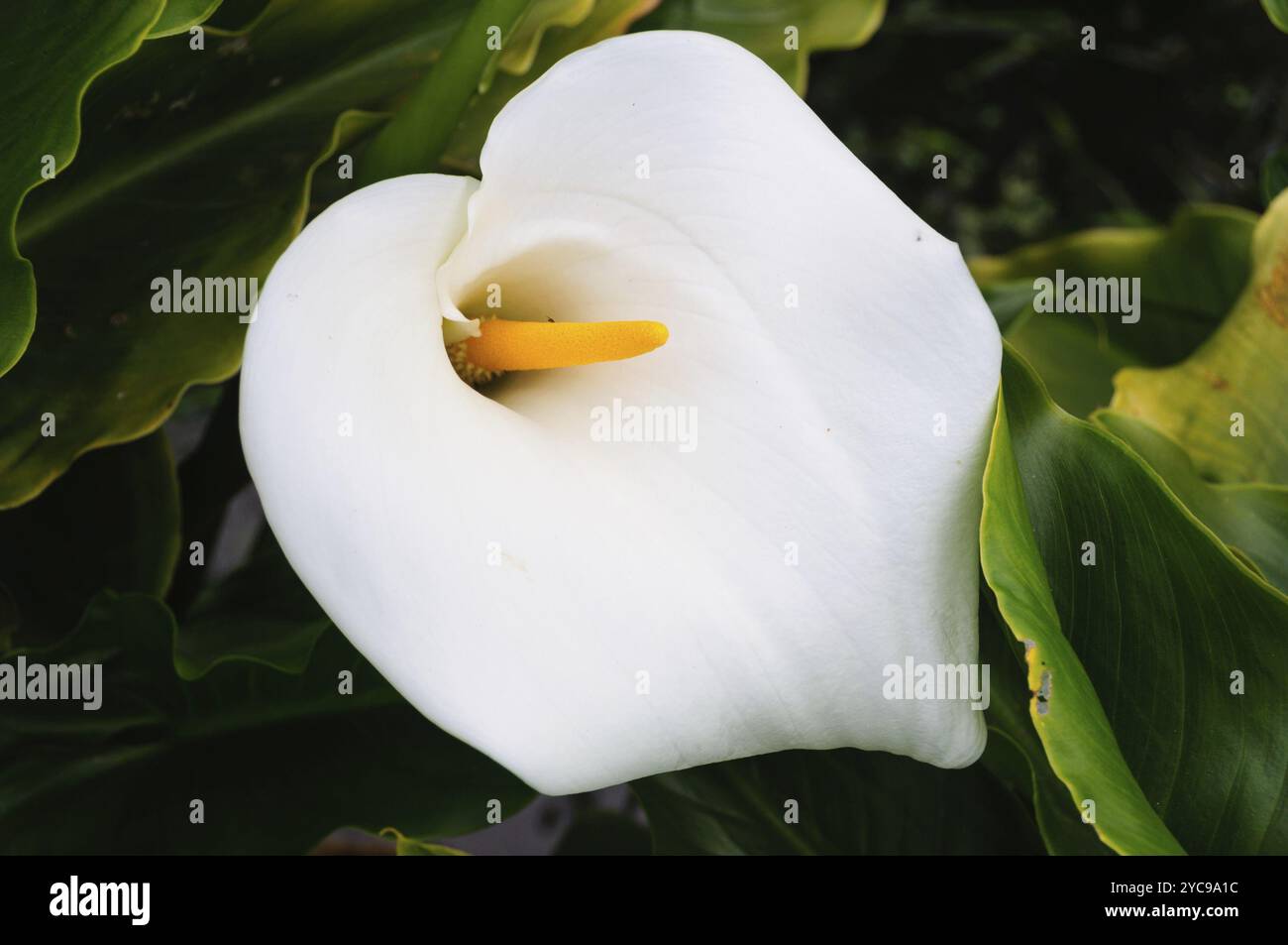 Wild growing calla lily in Halls Gap, Victoria, Australia, Oceania ...