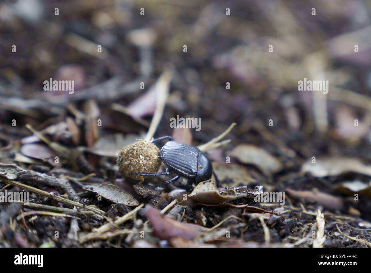 Black dung beetle (Geotrupidae), transporting its ball on a leafy floor Stock Photo