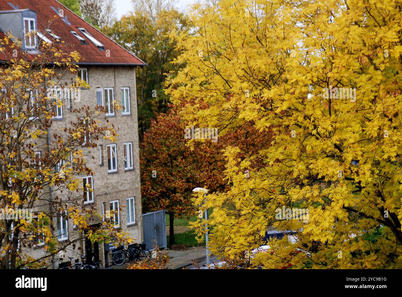 Copenhagen/ DenmarK/22 October 2024/ Yellow and brown leaves shows ...
