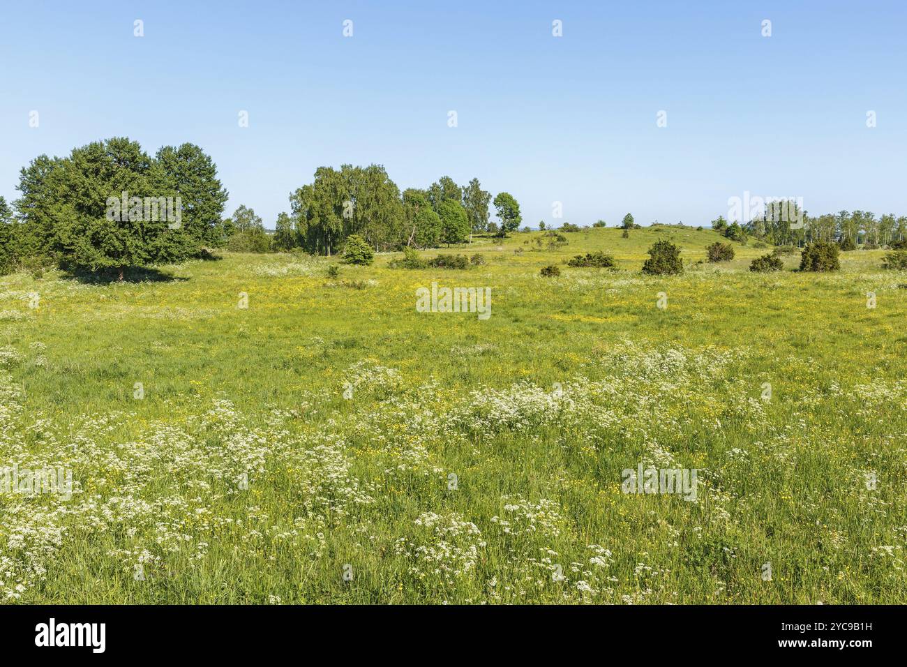 Meadow with flowerings cow parsley and buttercups flowers in summer Stock Photo