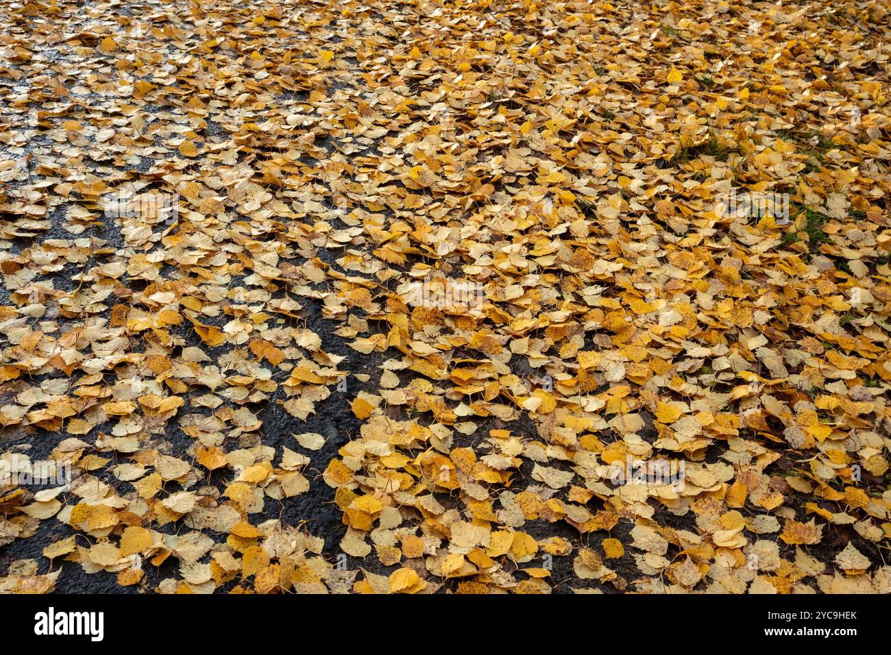 Tree leaves on ground hi-res stock photography and images - Alamy