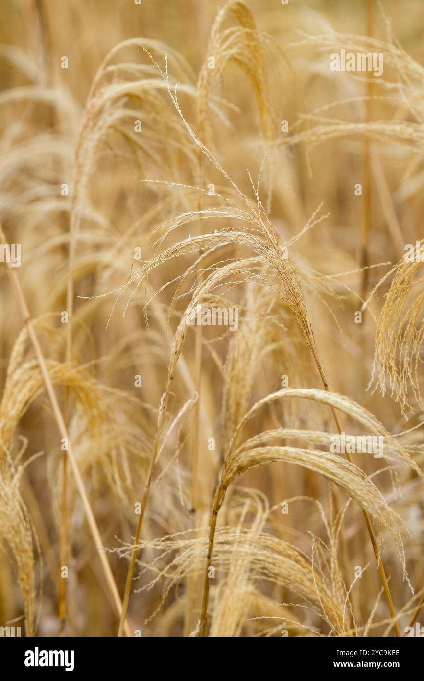 Miscanthus nepalensis, Himalayan fairy grass, deciduous, ornamental grass, panicles yellow seed-heads in late winter Stock Photo