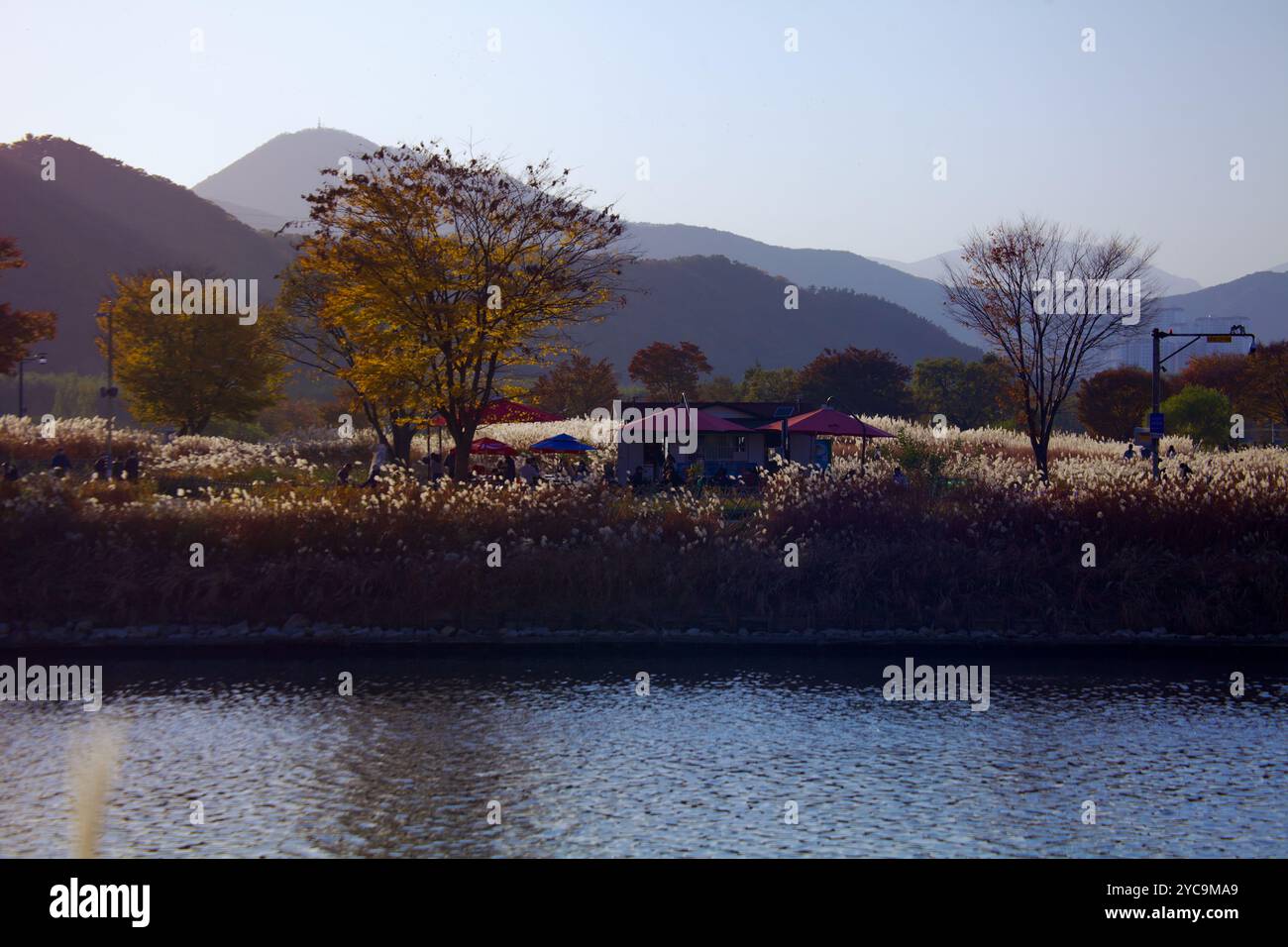 Ulsan, South Korea - November 6th, 2020: Silver grass sways along the ...