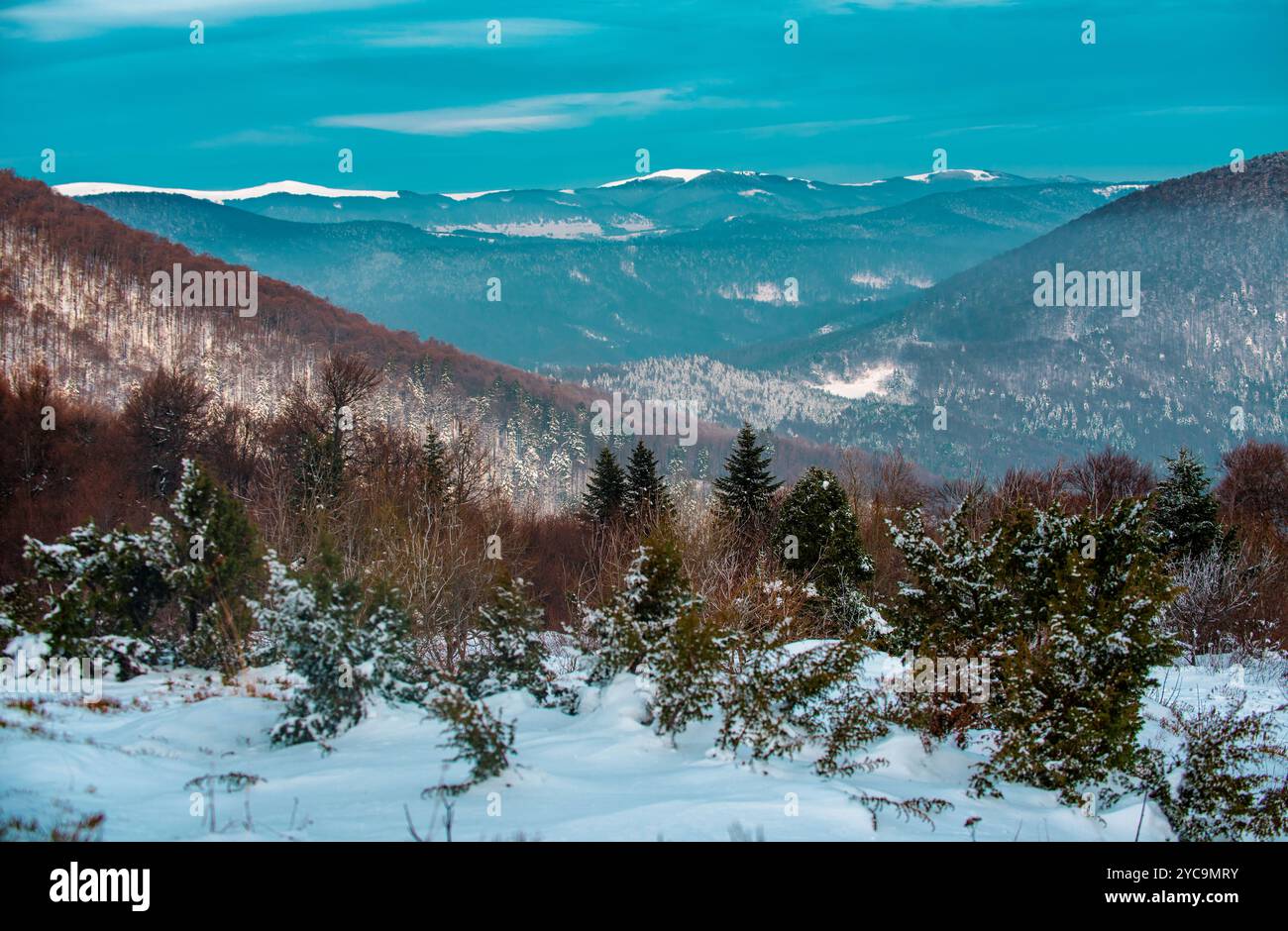 Snow falling in alaska forest hi-res stock photography and images - Alamy