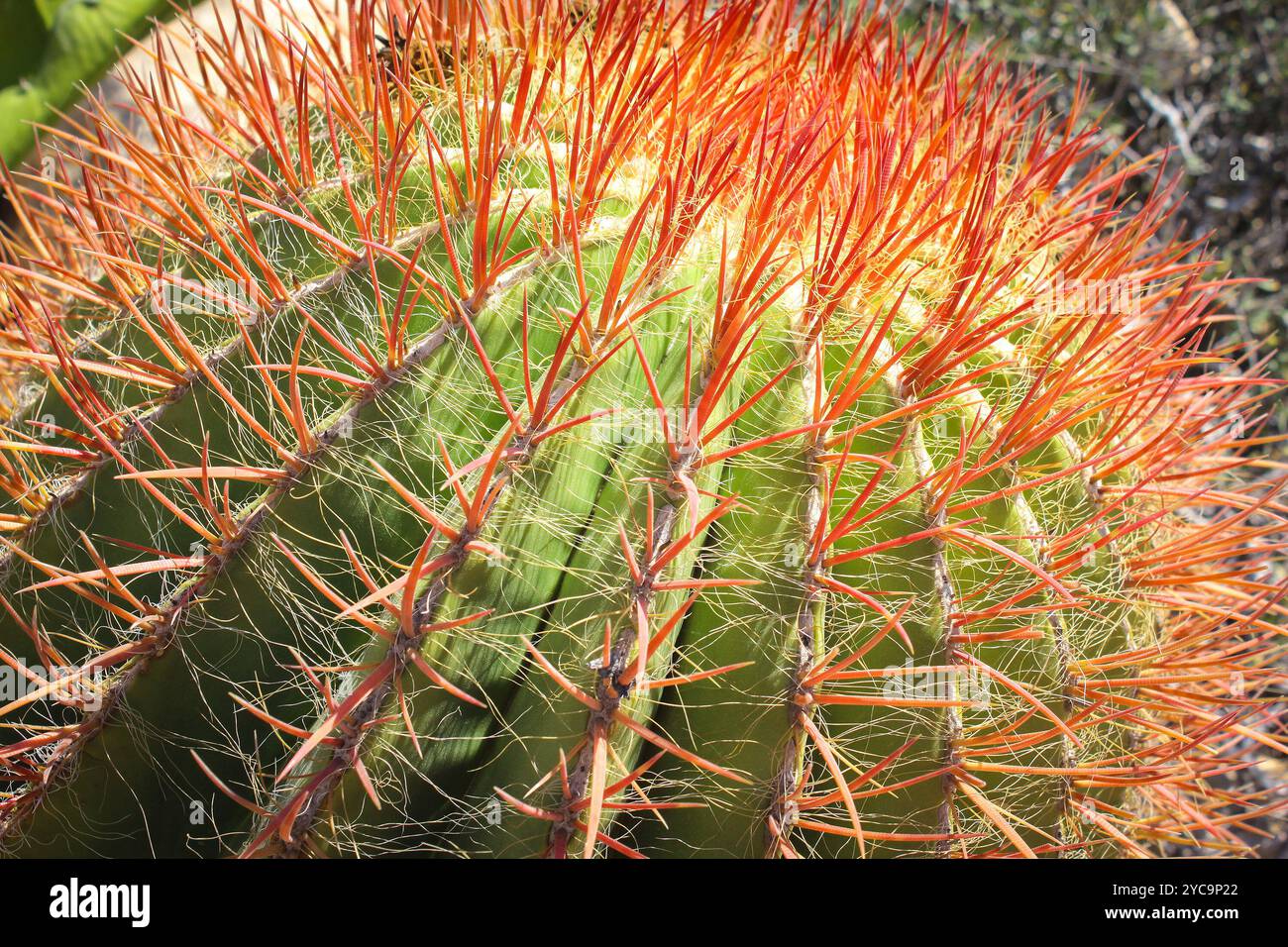 Cyprus cactus hi-res stock photography and images - Alamy