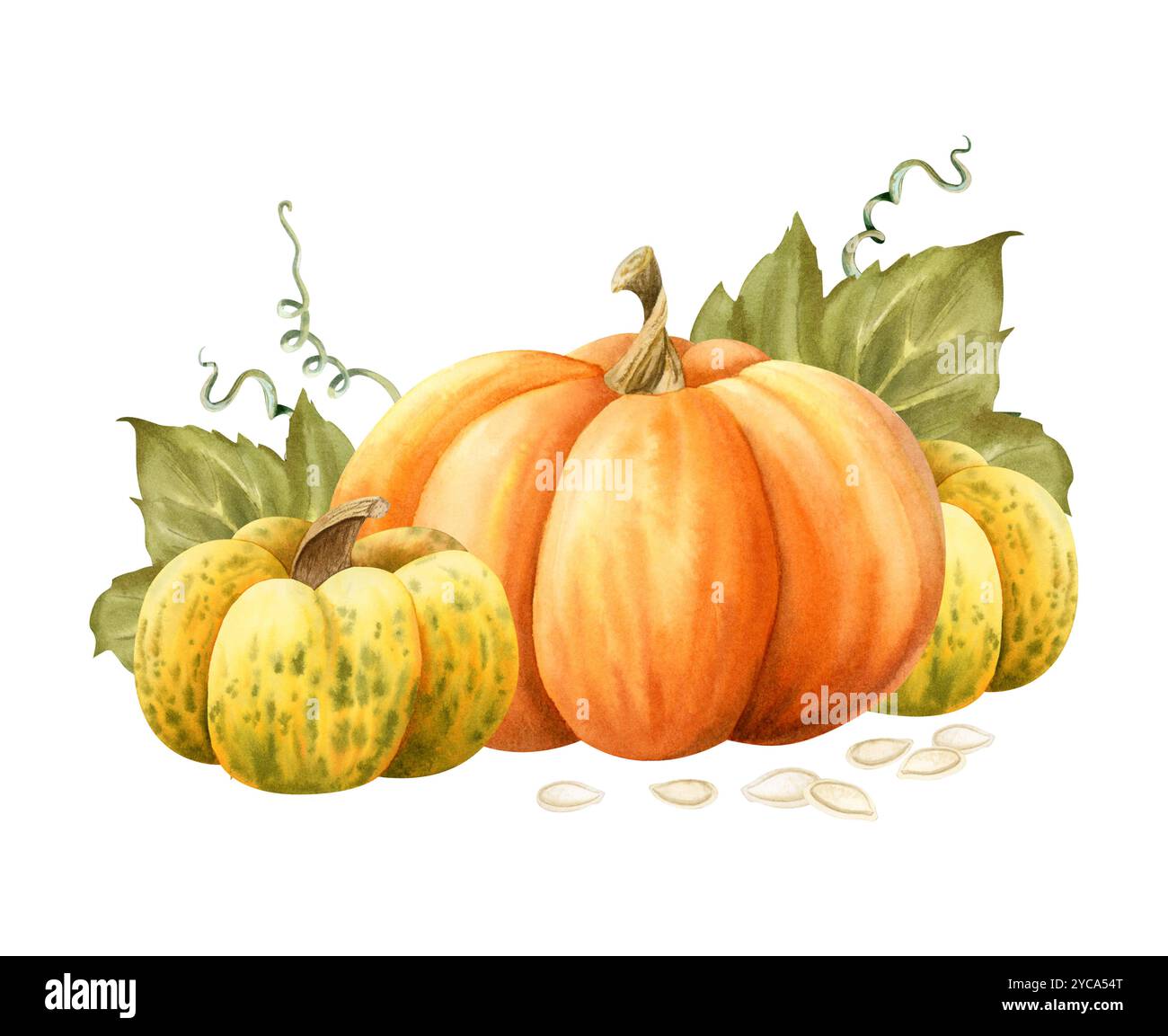 Orange and yellow watercolor pumpkins harvest with seeds and leaves ...