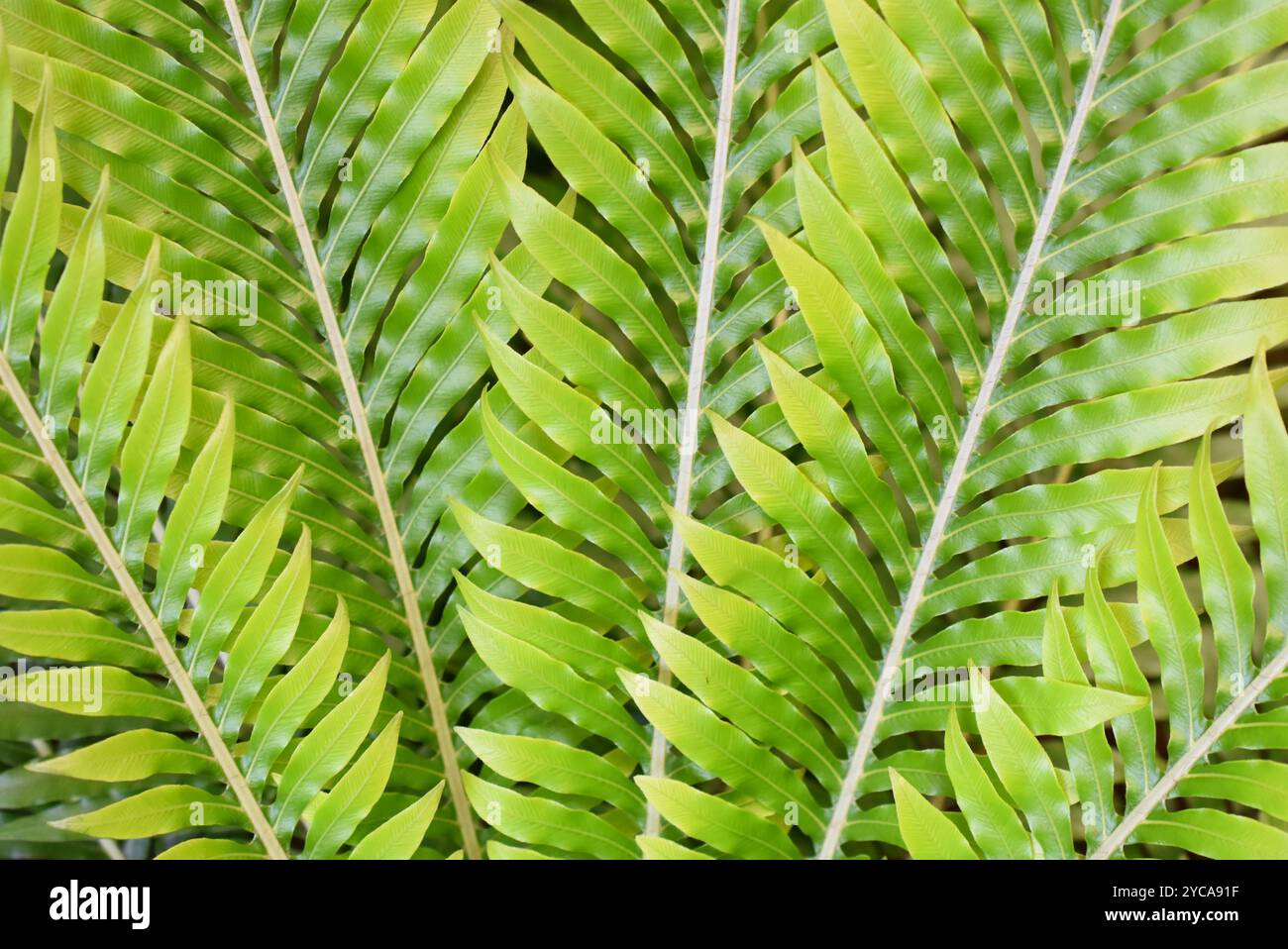 Tropical plant leaves green background Stock Photo - Alamy