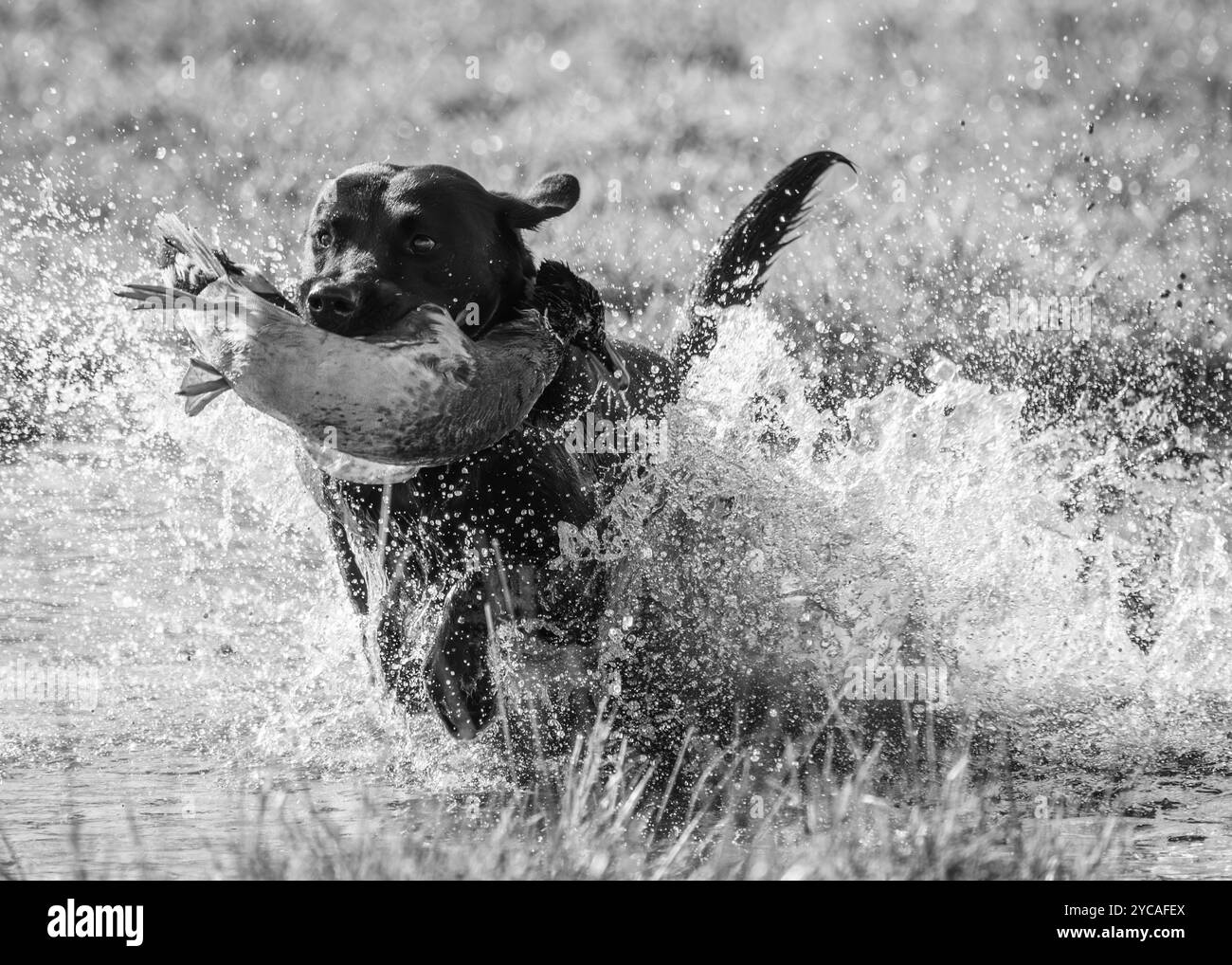 Working Gundog Stock Photo