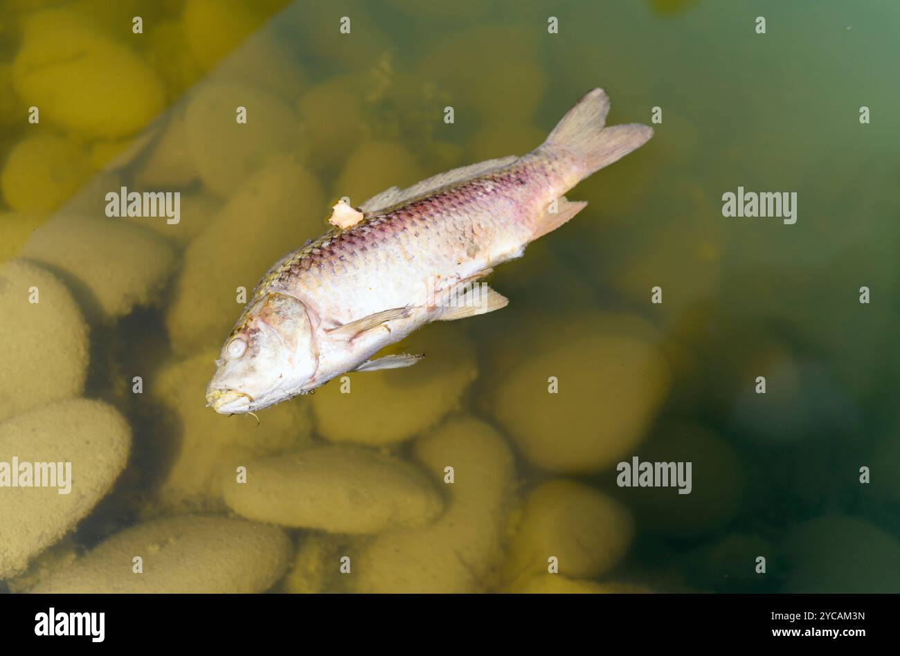 Washed Up Rotten Fish Rotten fish hi-res stock photography and images - Alamy