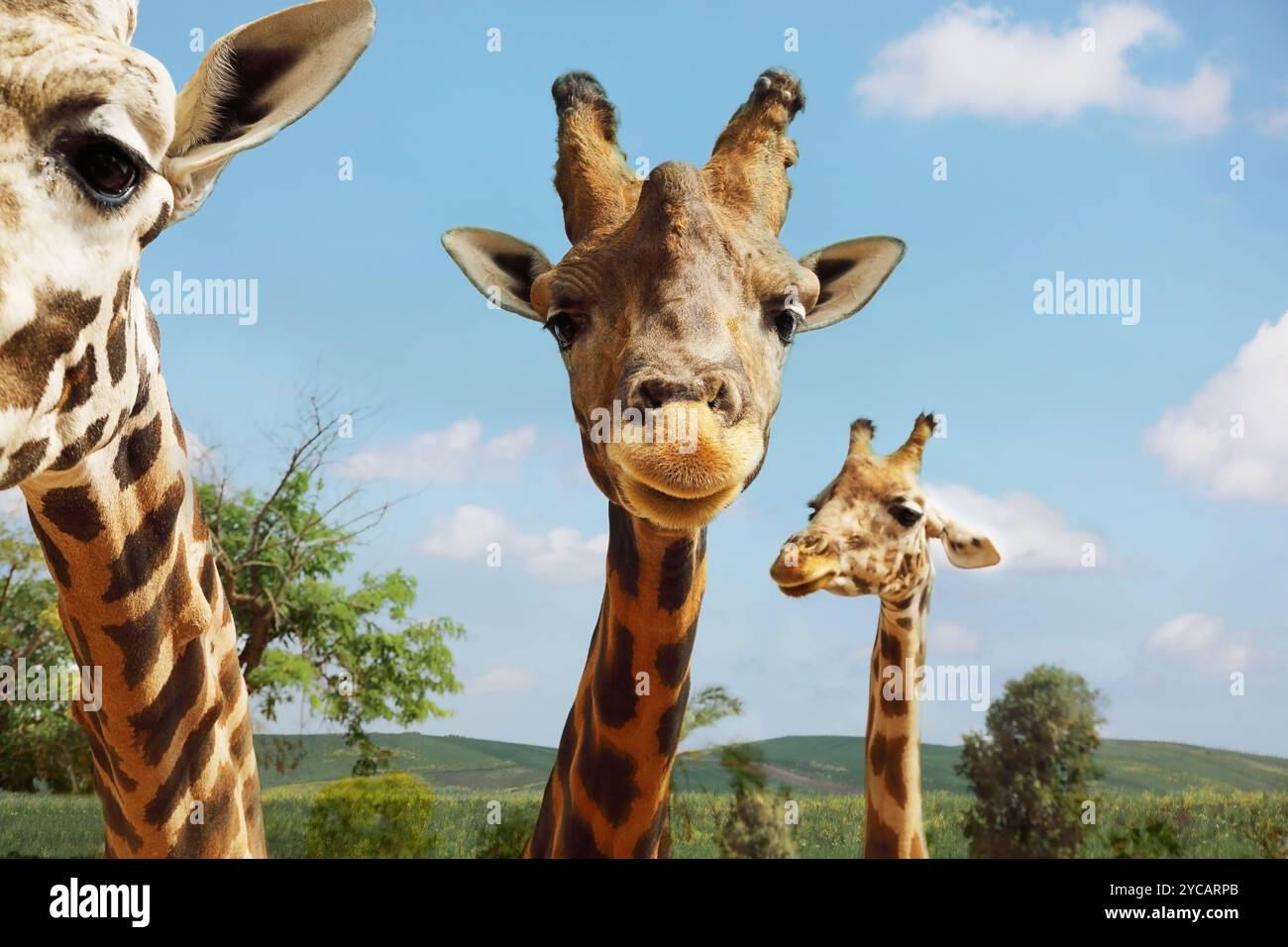 Giraffes skin pattern hi-res stock photography and images - Alamy