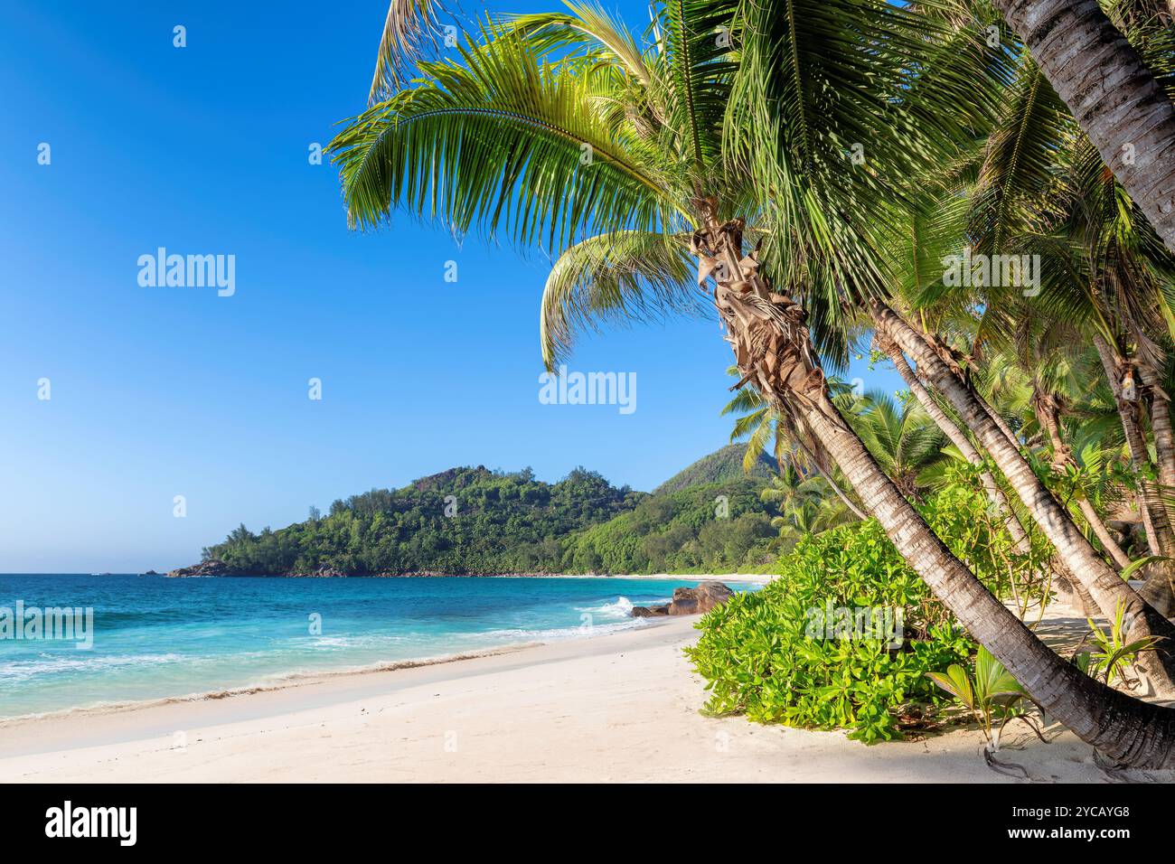 Tropical Beach. Sandy beach with palm and turquoise sea. Stock Photo