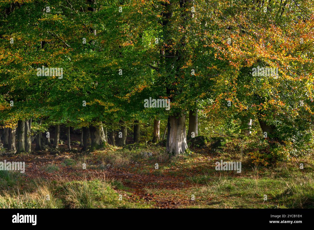 Early Autumn at Dalton near Burton-in-Kendal, Cumbria Stock Photo