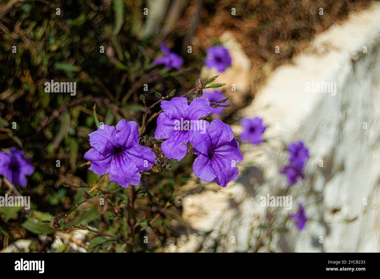 purple flower in the sun Stock Photo