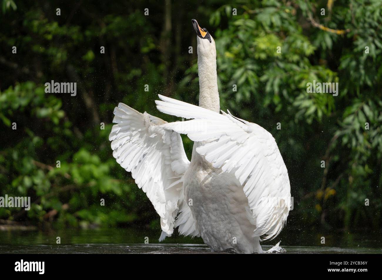 Close up of beautiful, UK mute swan (Cygnus olor) isolated in water, stretching its neck upwards, wings spread out in front. Stock Photo