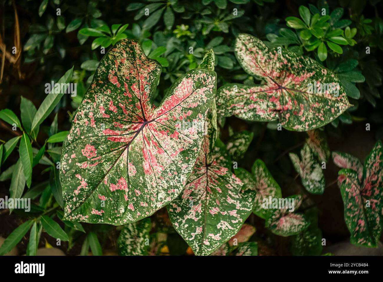 A close-up view of beautiful variegated Caladium leaves, featuring ...